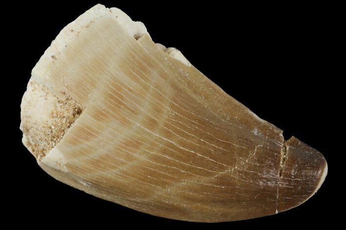 Mosasaur (Prognathodon) Tooth - Morocco #101045